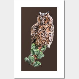 Long-eared owl Posters and Art